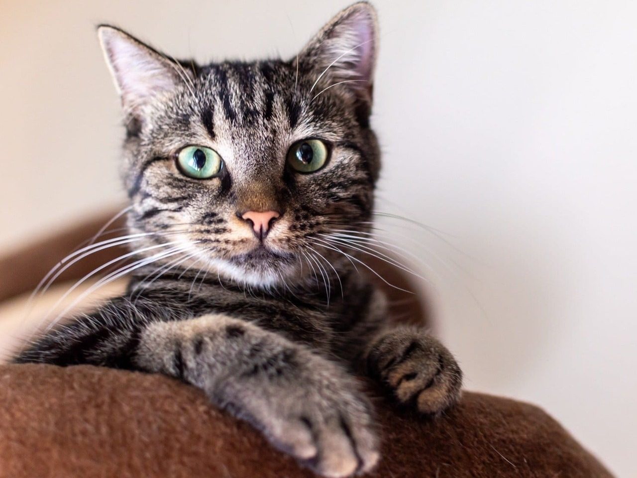 Chat tigré aux yeux verts