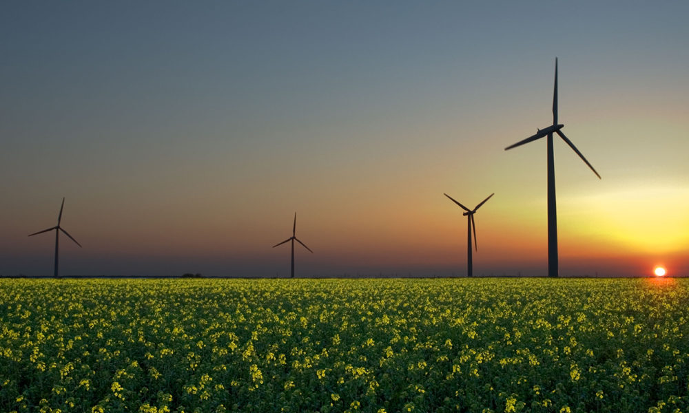 Éoliennes dans un champs