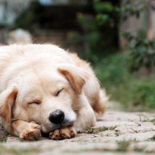 Photographie d'un chien chien en train de dormir