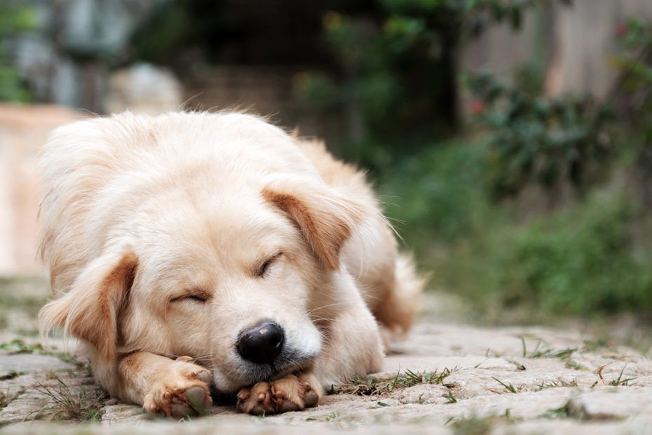 Photographie d'un chien chien en train de dormir