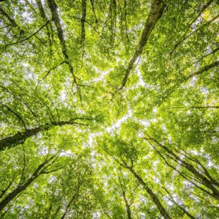 Sommet des arbres dans une forêt.