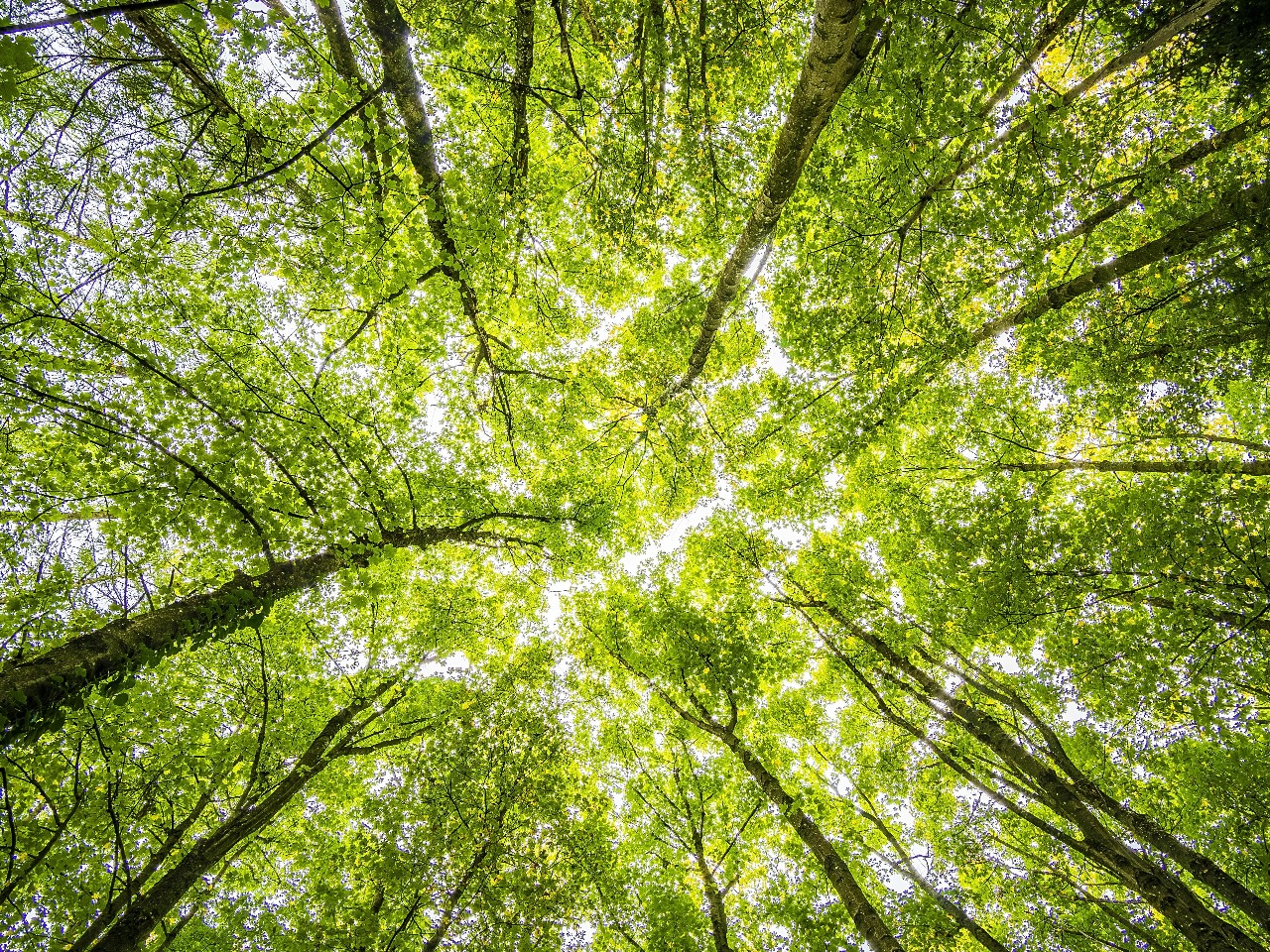 Sommet des arbres dans une forêt.