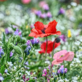 Fleurs dans une prairie.