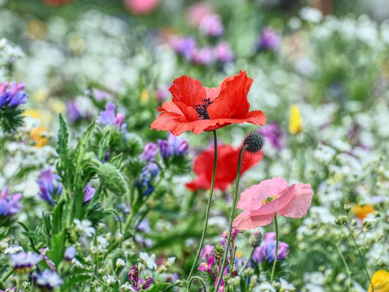 Fleurs dans une prairie.