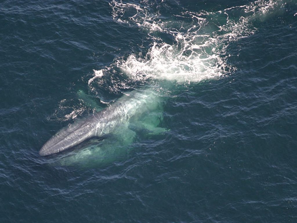 Photo d'une baleine bleue par Pêcheries NOAA/Lisa Conger