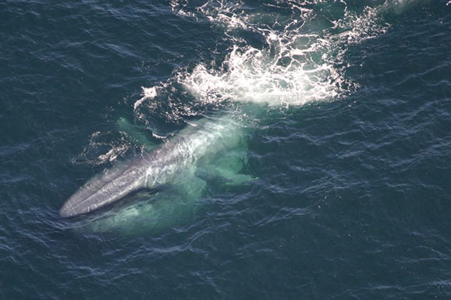 Photo d'une baleine bleue par Pêcheries NOAA/Lisa Conger