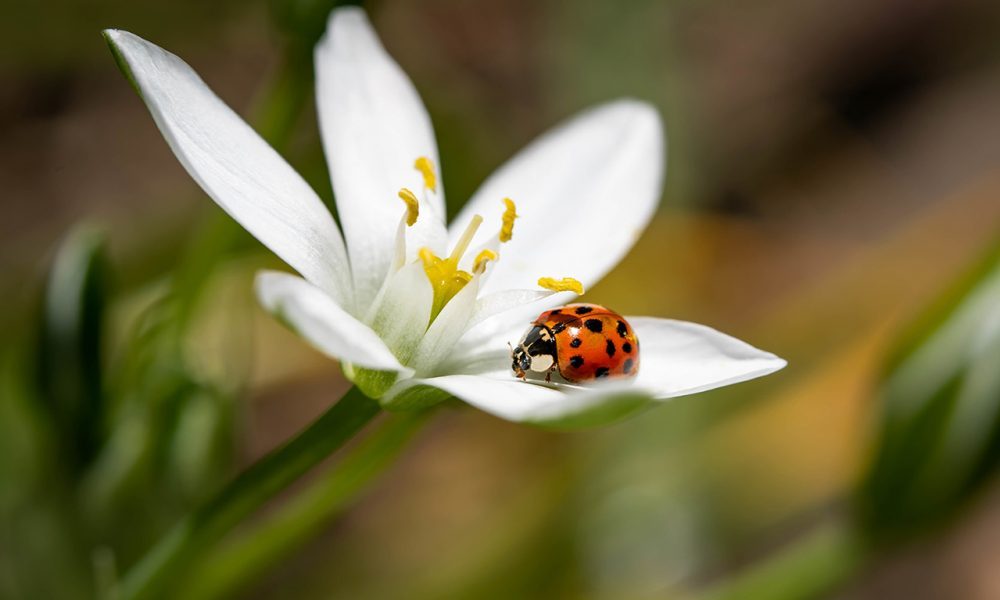 Coccinelle sur fleur blanche et pistil