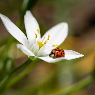 Coccinelle sur fleur blanche et pistil