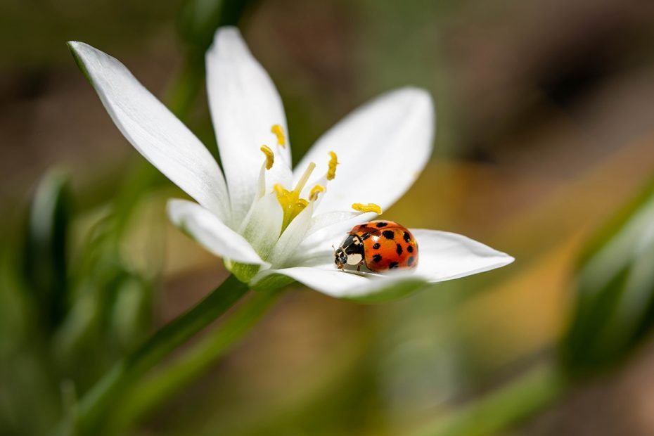 Coccinelle sur fleur blanche et pistil