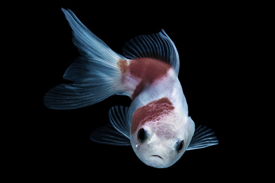 Poisson avec larme