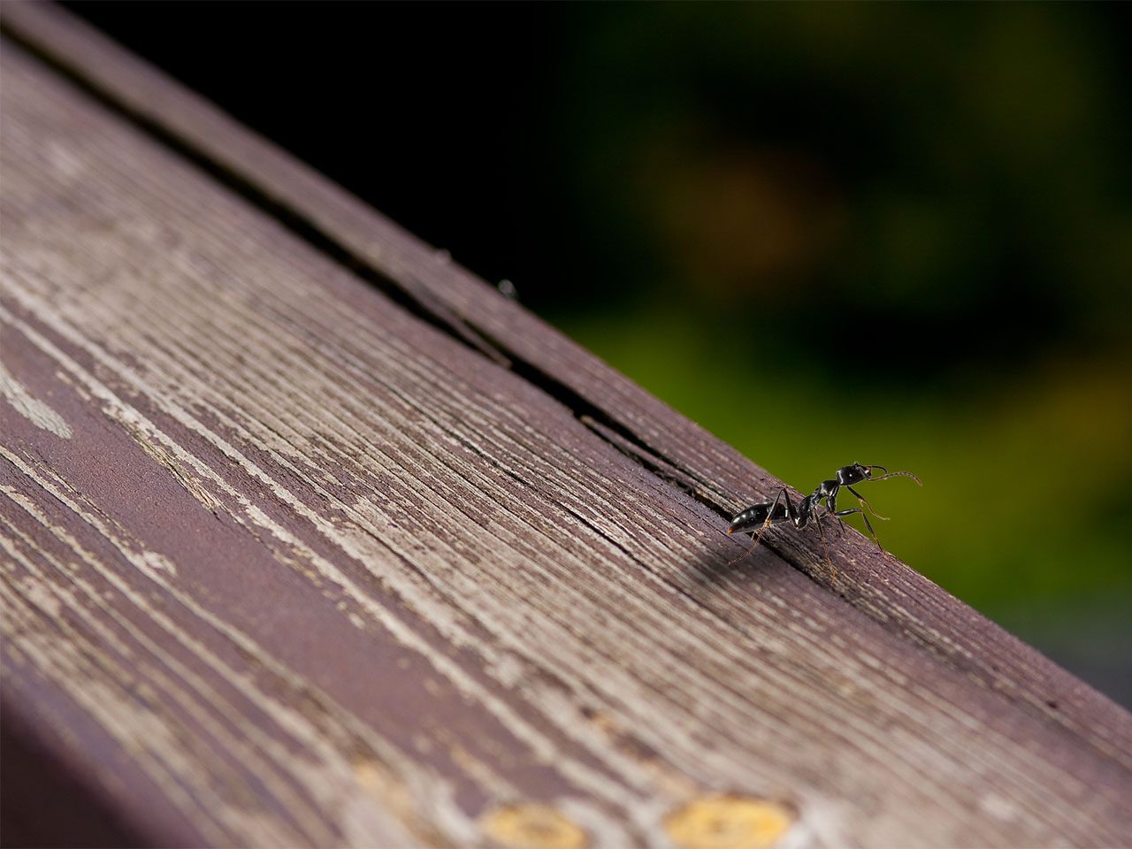 Fourmi au bord d'une planche prête à tomber dans le vide