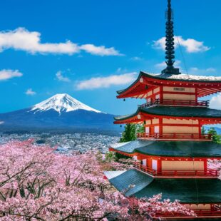 Temple traditionnel et cerisiers en fleurs devant le mont Fudji au Japon.