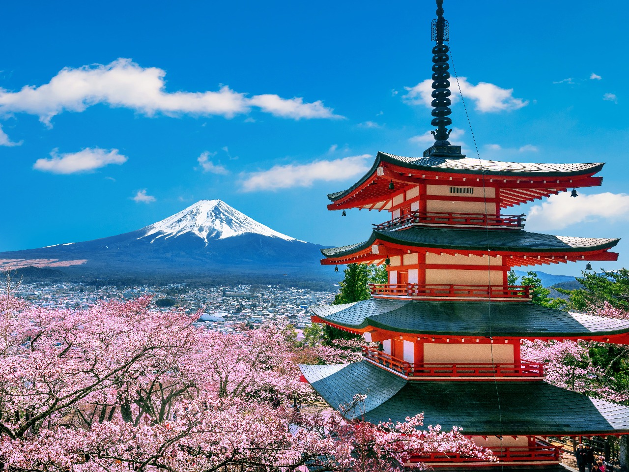 Temple traditionnel et cerisiers en fleurs devant le mont Fudji au Japon.
