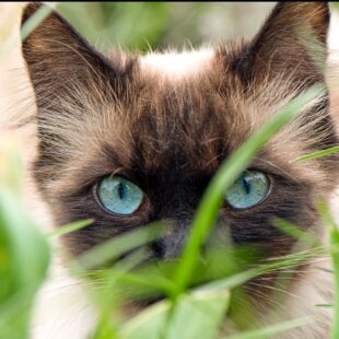 Image de chat en train de regarder le monde