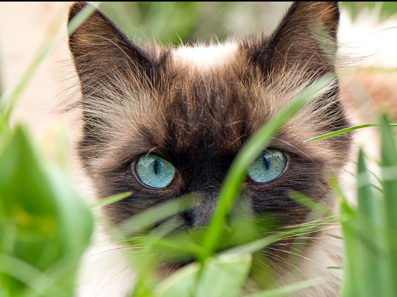 Image de chat en train de regarder le monde