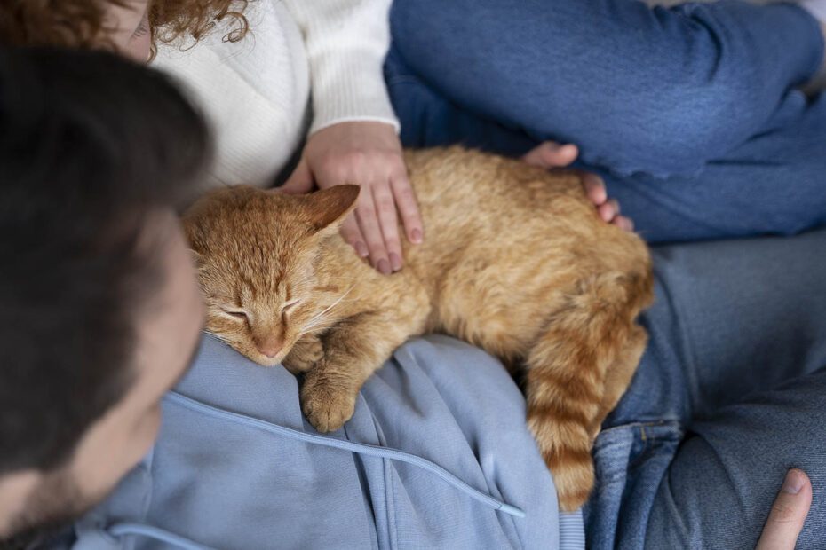 2 personnes sur canapé en tran de caliner un chat endormi