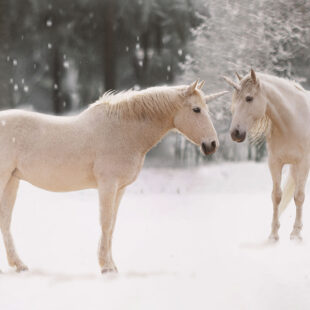 Deux licornes dans la neige