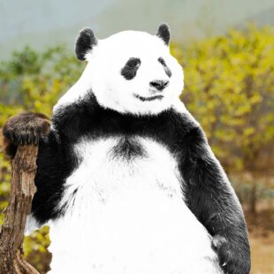 Panda noir et blanc "surexposé" installé sur une branche et paysage flou et coloré en fond.