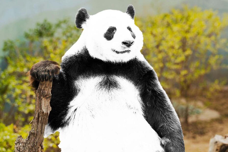 Panda noir et blanc "surexposé" installé sur une branche et paysage flou et coloré en fond.
