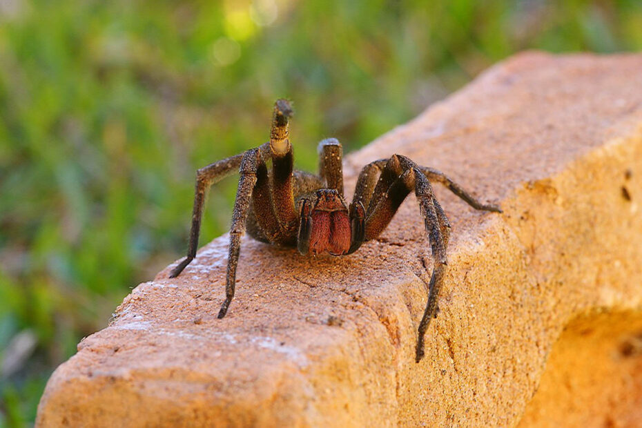Araignée Phoneutria sur muret de pierre et fond végétal