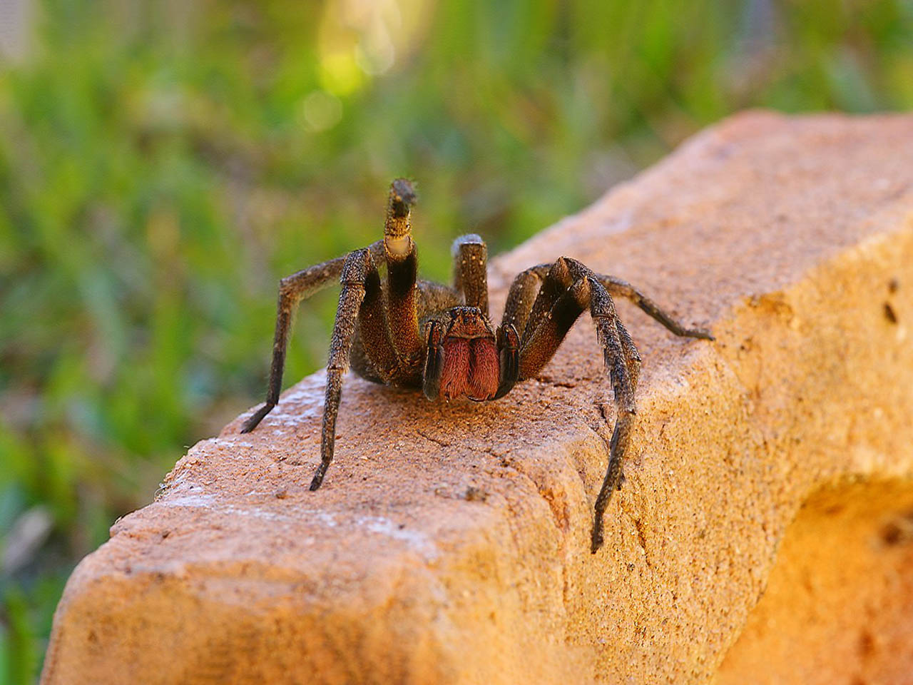 Araignée Phoneutria sur muret de pierre et fond végétal