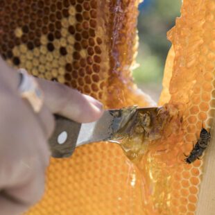 Main qui coupe au couteau le miel récolté dans la ruche. Une abeille est présente