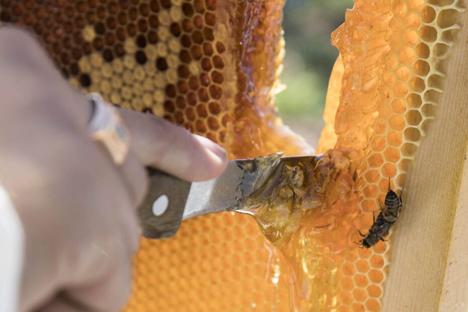 Main qui coupe au couteau le miel récolté dans la ruche. Une abeille est présente