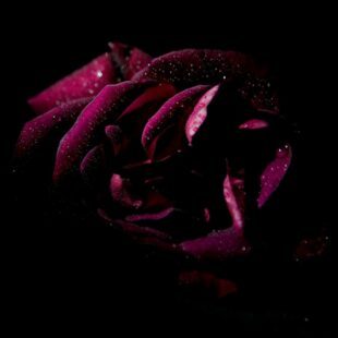 Rose rouge foncé (le fleur) sur fond noir