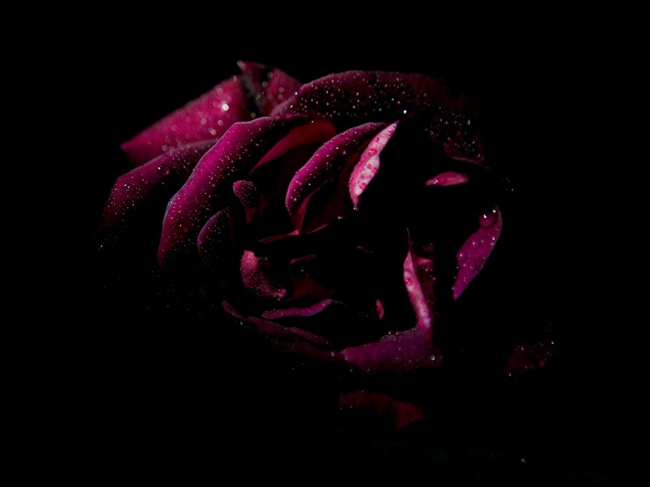 Rose rouge foncé (le fleur) sur fond noir