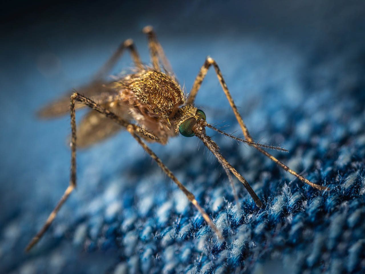 Gros plan de moustique sur tissu bleu tramé