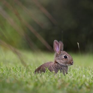 Lapin dans l'herbe