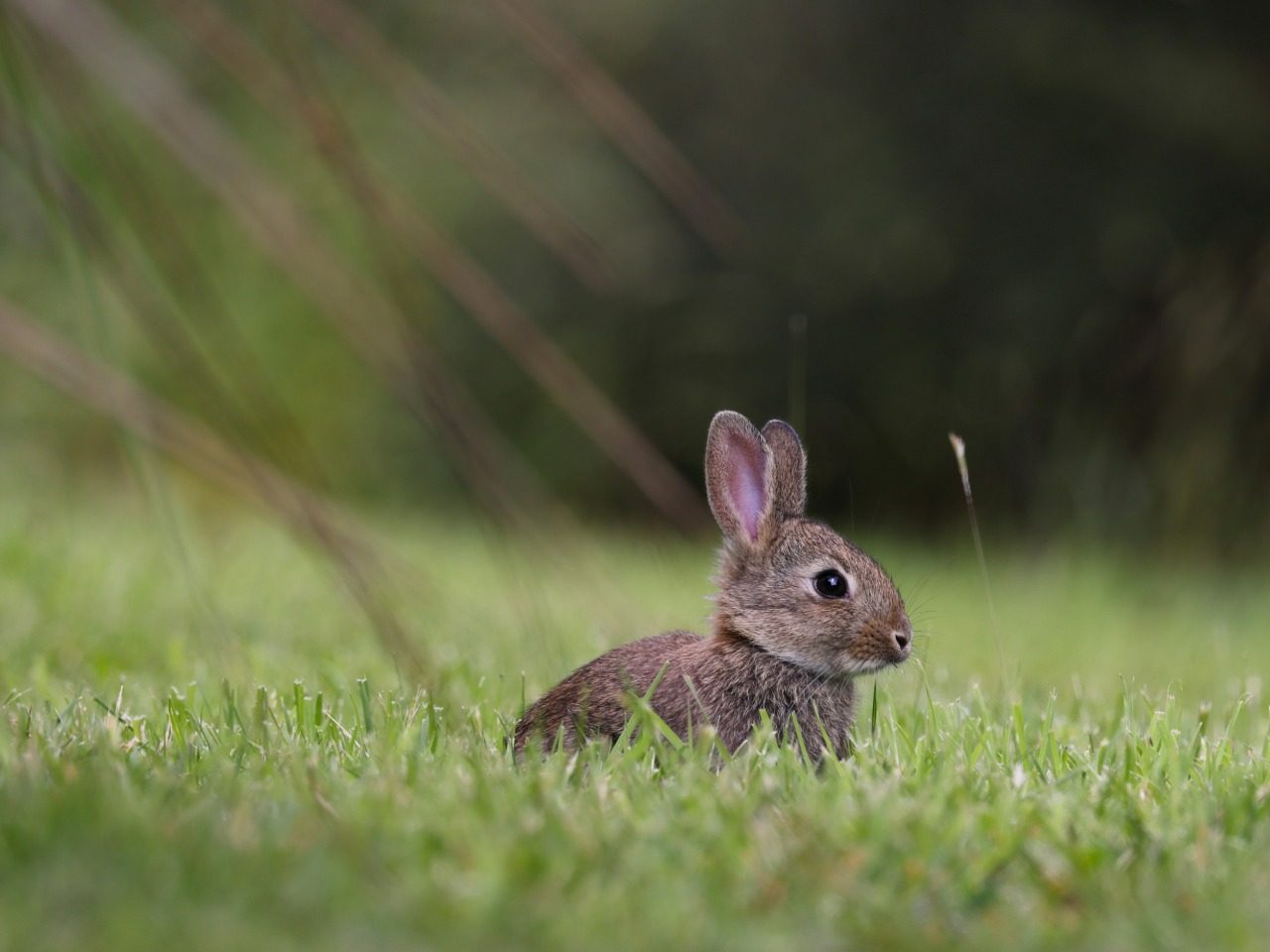 Lapin dans l'herbe