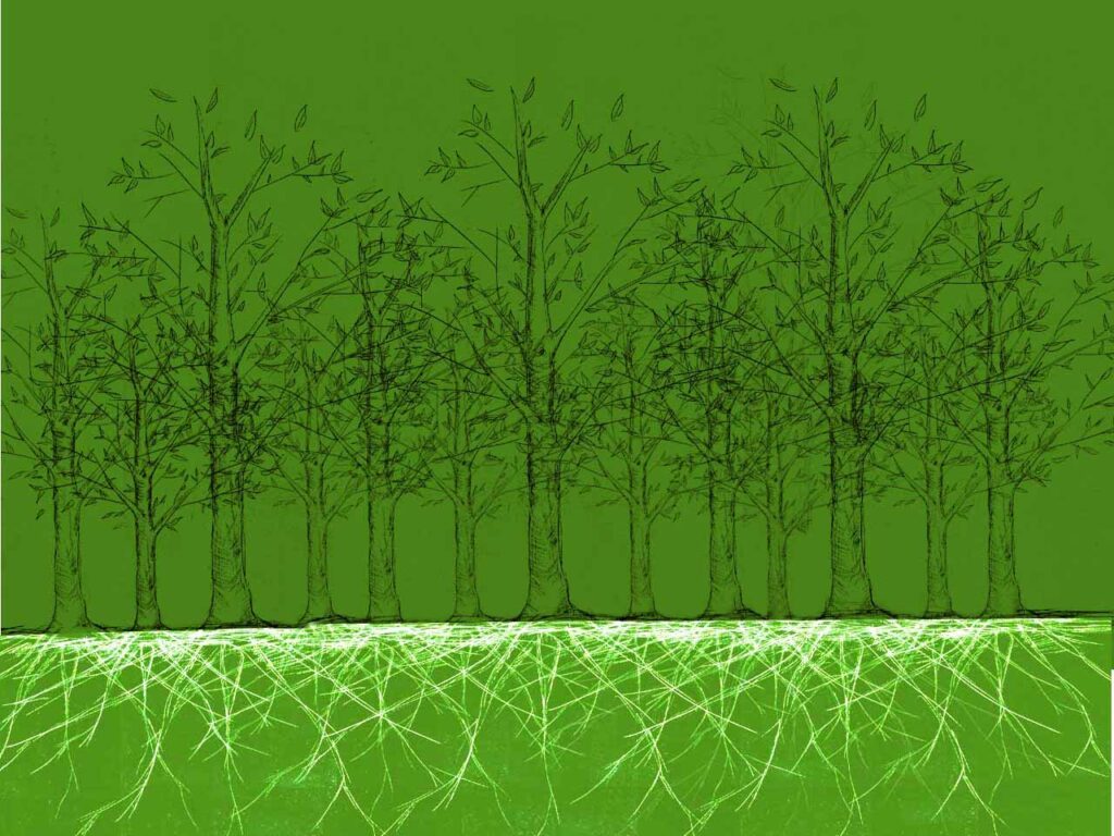 Illustration d'une forêt et son réseau racinaire.