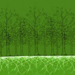 Illustration d'une forêt et son réseau racinaire.