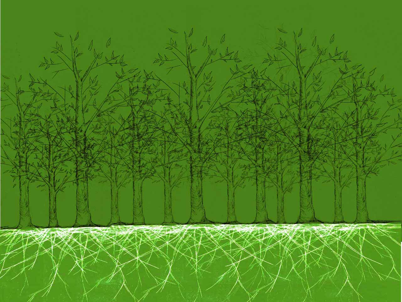 Illustration d'une forêt et son réseau racinaire.